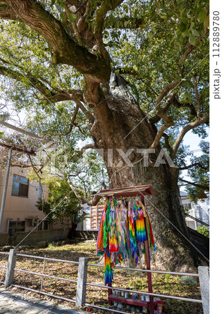 山王神社の被爆クスノキ【長崎県長崎市】 112889780
