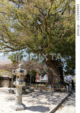 山王神社の被爆クスノキ【長崎県長崎市】 112889802