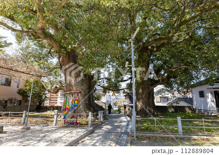 山王神社の被爆クスノキ【長崎県長崎市】 112889804