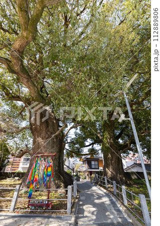 山王神社の被爆クスノキ【長崎県長崎市】 山王神社の被爆クスノキ【長崎県長崎市】 112889806