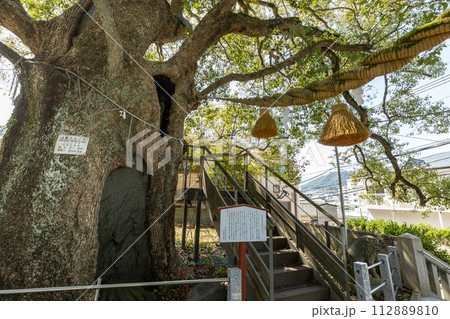 山王神社の被爆クスノキ【長崎県長崎市】 山王神社の被爆クスノキ【長崎県長崎市】 112889810