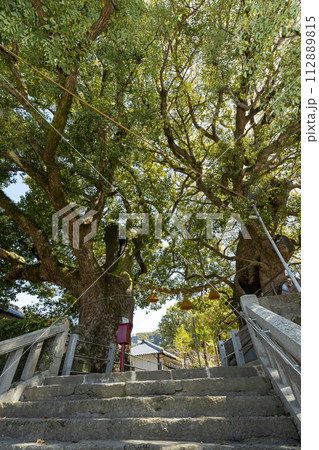 山王神社の被爆クスノキ【長崎県長崎市】 112889815