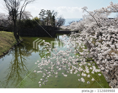 お堀に咲く満開の桜 お堀に咲く満開の桜 112889988