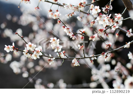 梅の花 112890219
