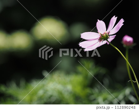 黒いバックに咲くピンク色のコスモス 112890248
