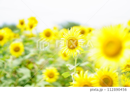太陽に向かって 太陽に向かって 112890456
