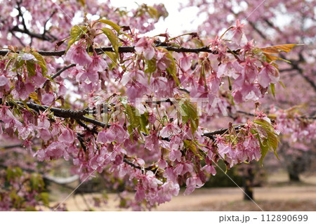 おおいゆめのさとの早咲き桜 おおいゆめのさとの早咲き桜 112890699