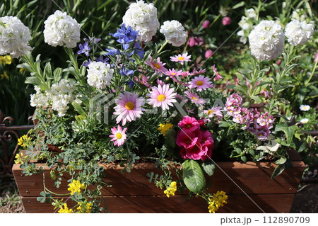 ウッドプランターに植えたカラフルな春の花々 ウッドプランターに植えたカラフルな春の花々 112890709
