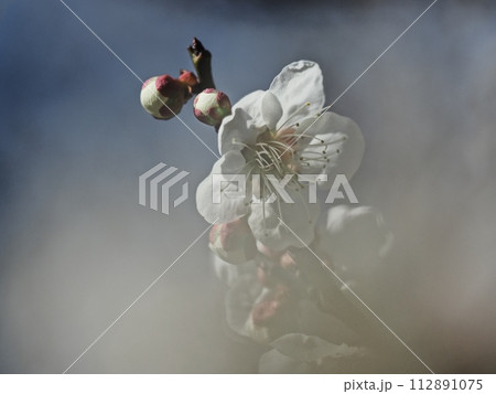 春を告げる白梅の花 112891075