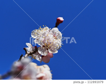 春の訪れを告げる紅梅の花 112891079