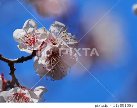 春の訪れを告げる紅梅の花 112891088