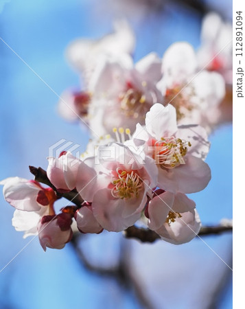 春の訪れを告げる紅梅の花 112891094