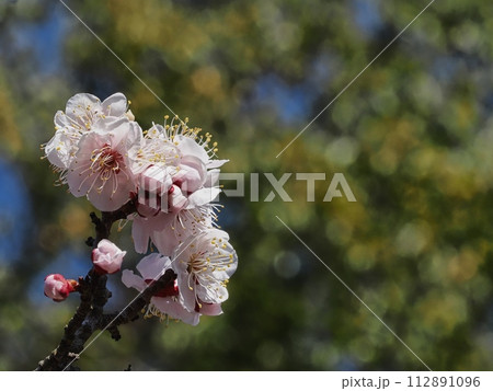 春の訪れを告げる紅梅の花 112891096