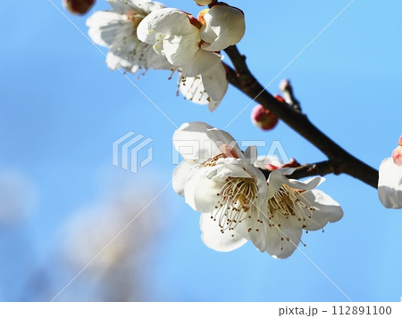 春を告げる白梅の花 112891100
