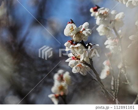 春を告げる白梅の花 春を告げる白梅の花 112891101