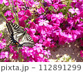 芝桜にとまるアゲハ蝶 112891299
