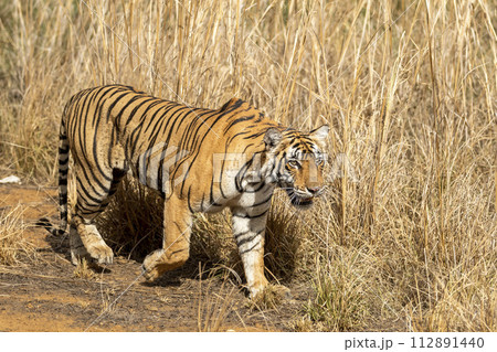 wild female bengal tiger or panthera tigris or tigress side profile walking in her territory in dry hot summer season safari at ranthambore national park forest reserve rajasthan india asia 112891440