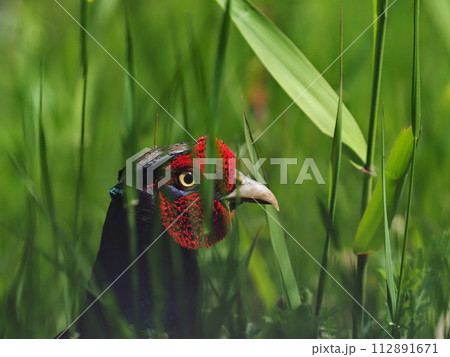 草葉の陰のキジ雄 112891671