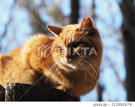 夕日に照らされる猫 112891674