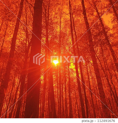 forest 112891676