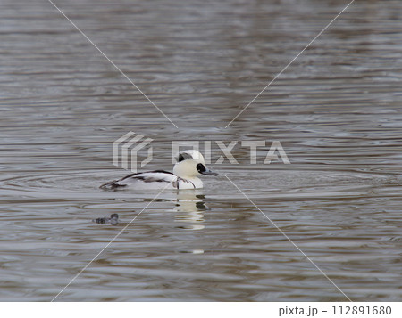 池を泳ぐミコアイサ雄 池を泳ぐミコアイサ雄 112891680
