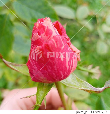 rosebud rosebud 112891753