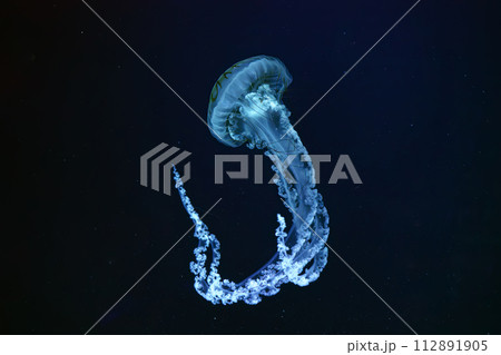 Jellifish South american sea nettle, Chrysaora plocamia swimming in dark water of aquarium 112891905