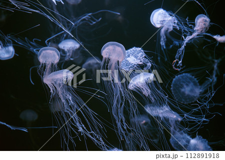 Group of Atlantic sea nettle jellyfish floating in illuminated aquarium 112891918