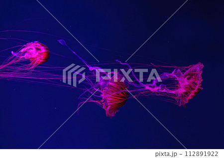 Group of fluorescent jellyfish swimming underwater aquarium pool with red neon light. 112891922
