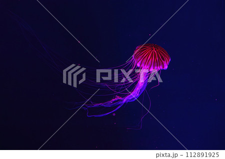 Fluorescent jellyfish swimming underwater aquarium pool with red neon light. Fluorescent jellyfish swimming underwater aquarium pool with red neon light. 112891925