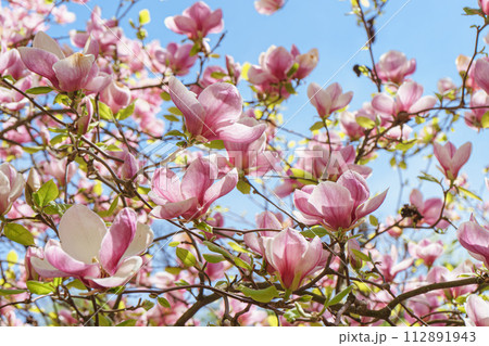 Blooming tree branch with pink Magnolia soulangeana flowers outdoors 112891943