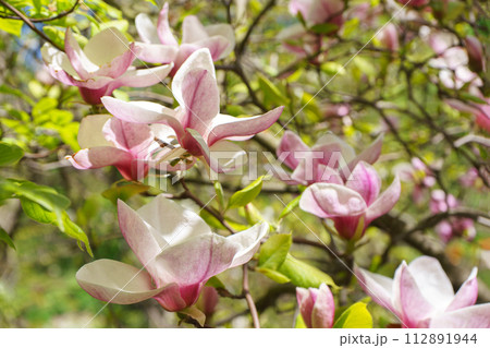 Blooming tree branch with pink Magnolia soulangeana flowers outdoors 112891944