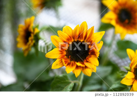 ひまわり 向日葵 ソレイユの丘 112892039