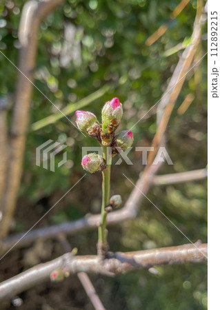peach tree branches and peach flower buds 112892215