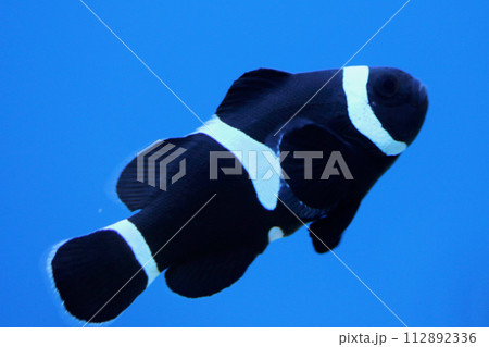 Schwarzer Orangeringel-Clownfisch ocellaris clownfish (Amphiprion ocellaris) Schwarzer Orangeringel-Clownfisch ocellaris clownfish (Amphiprion ocellaris) 112892336