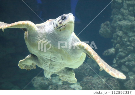 Loggerhead sea turtle   (Caretta caretta) 112892337