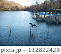 水鳥たちのいる風景 水鳥たちのいる風景 112892429