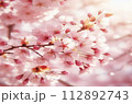 満開の桜のクローズアップ撮影 112892743