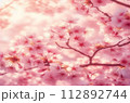 ふんわりした桜の花のアップ 112892744