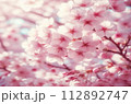 ふんわりした桜の花のドアップ 112892747