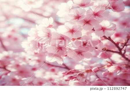 ふんわりした桜の花のドアップ 112892747