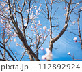 青い空と青い空と梅の花 青い空と青い空と梅の花 112892924