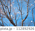 青空に映える梅の花 青空に映える梅の花 112892926