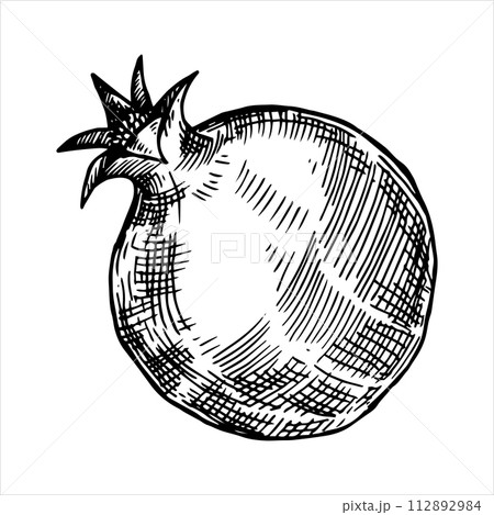 pomegranate, vector drawing in sketch style. hand drawing, engraving	 112892984