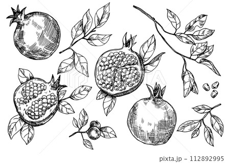 set of pomegranate fruits and leaves, vector drawing in sketch style. hand drawing, engraving	 112892995