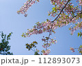 青空に映える桜 青空に映える桜 112893073