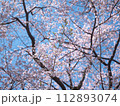 青空に映える桜 青空に映える桜 112893074