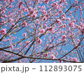 満開になった梅の花 満開になった梅の花 112893075