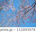 青空に映え映え桜 青空に映え映え桜 112893078