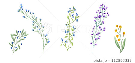 Meadow herbs, plants. Wildflower clip art. Yellow, blue flower, green grass. Simple flowers. Spring, summer greenery. Watercolor illustration isolated on white background. For wedding textile, design 112893335